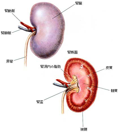 慢性腎臓病