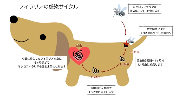 フィラリア（犬糸状虫）症