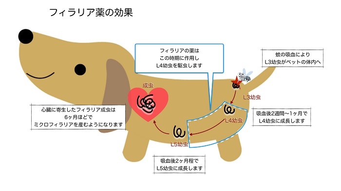 フィラリア（犬糸状虫）症