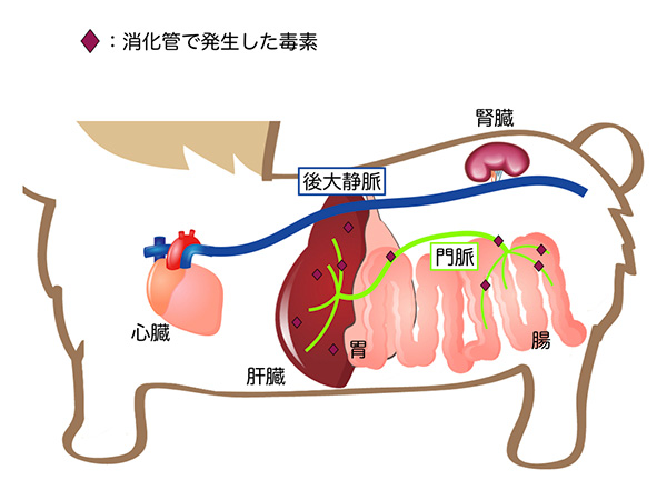 門脈体循環シャント