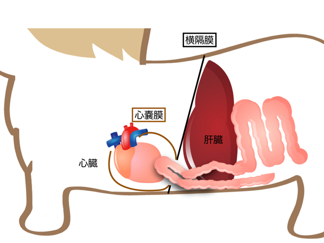 横隔膜腹膜心嚢膜ヘルニア