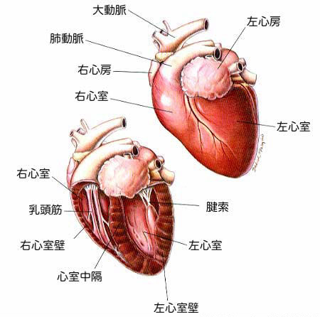 肥大型心筋症