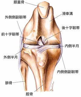 膝蓋骨脱臼