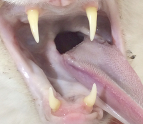 歯肉口内炎(ネコちゃんの場合)